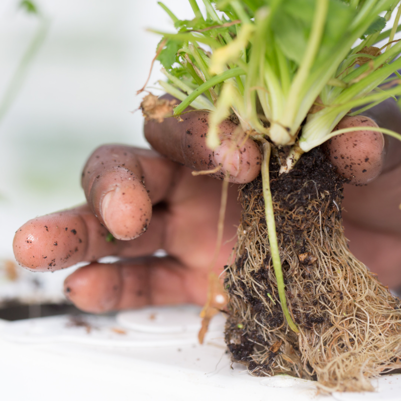8 Tips to Grow Your Own Food Indoors The Yuppie Way